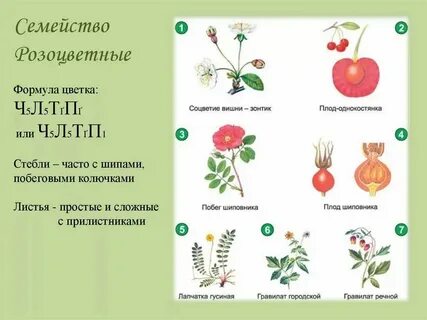 Виды заготовок растений