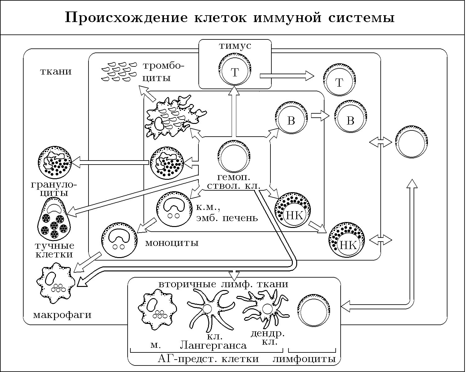 Основные клетки иммунной системы. Происхождение клеток иммунной системы. Клетки иммунной системы схема. Иммунокомпетентные клетки иммунной системы. Иммунокомпетентные клетки схема.