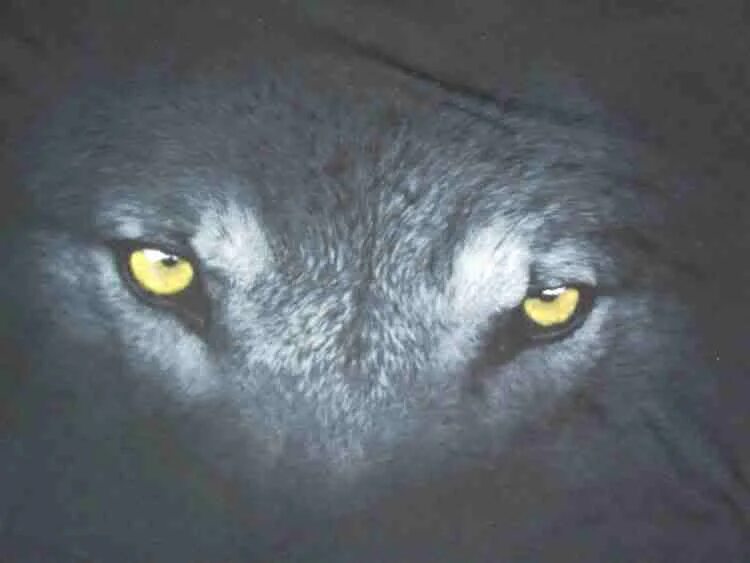 Глаза волка ночью. Глаз волка. Светящиеся глаза волка. Волчьи глаза в темноте. Глаза волка в темноте.