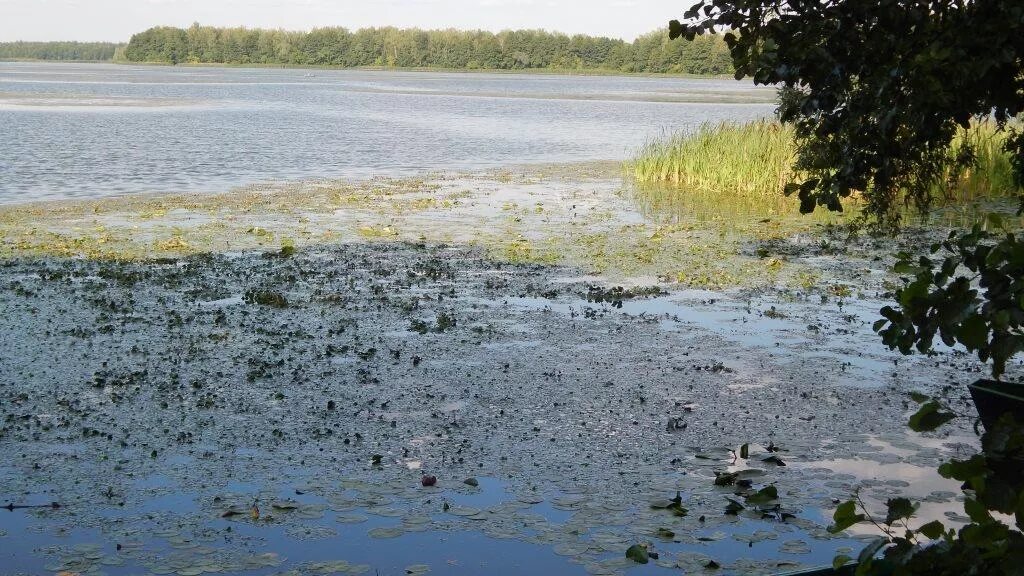 Минприроды Калужской области не торопится реагировать на грязное озеро в Перемыш
