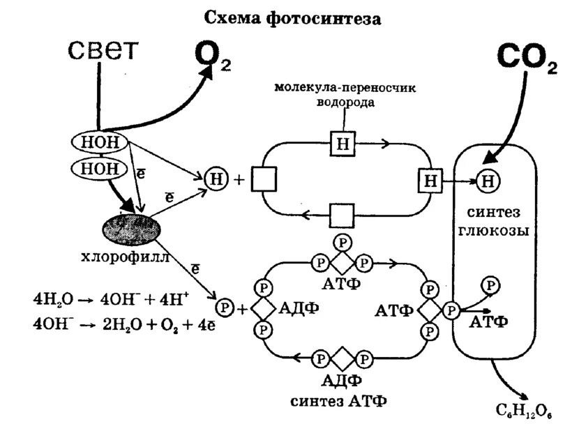 Схема фотосинтеза с АТФ. Процесс фотосинтеза схема ЕГЭ. Схема фотосинтеза ЕГЭ биология. Схема фотосинтеза у растений.