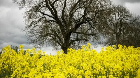 Желтая природа
