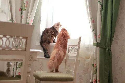 Коте пре