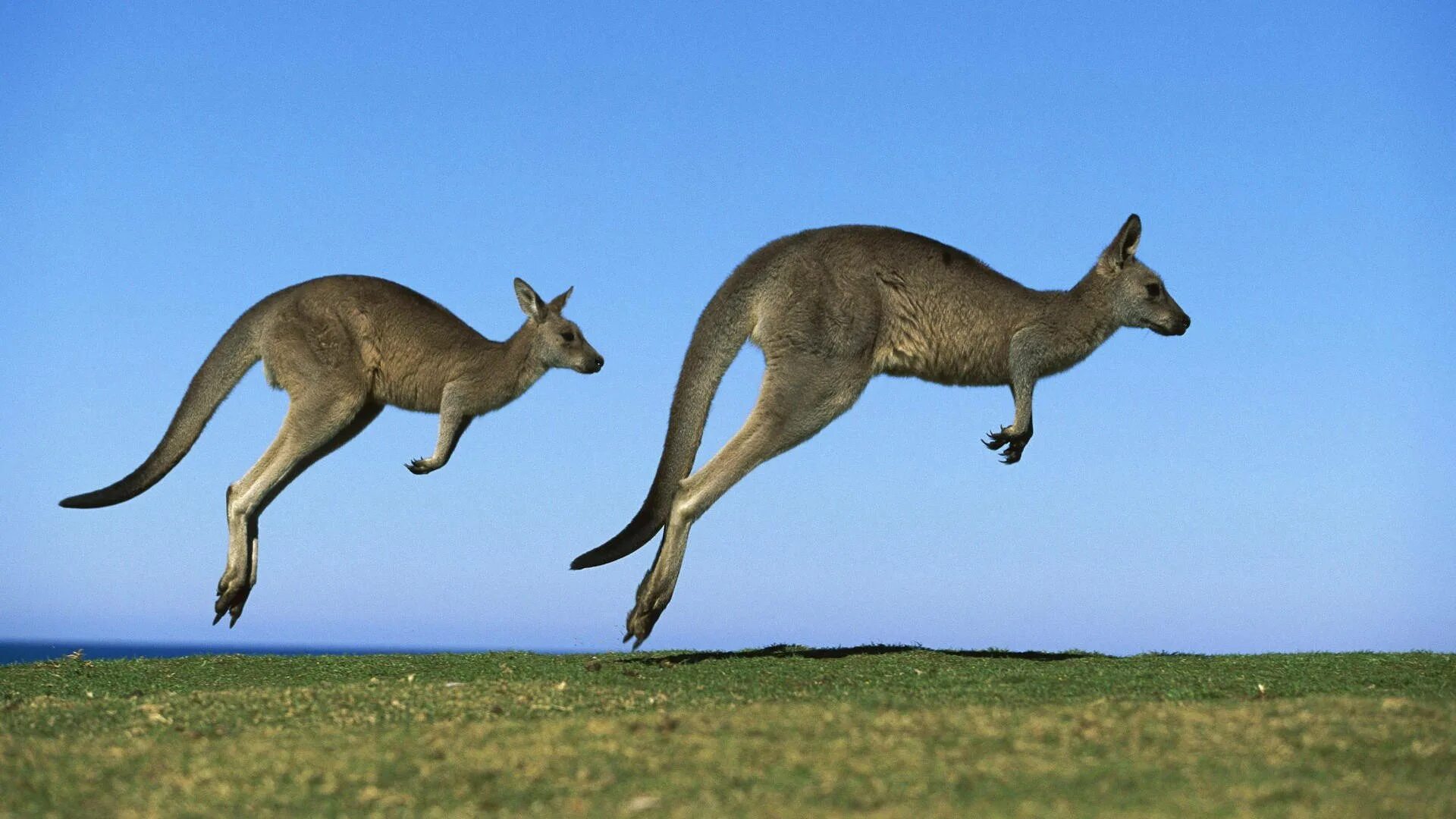 Кенгуру 2024 1. Сумчатые кенгуру. Кенгуру в Австралии. Эндемики Австралии кенгуру. Животные Австралии Кен.