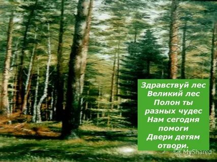 Лес был полон