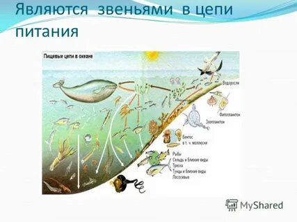 Является звеном в цепи питания