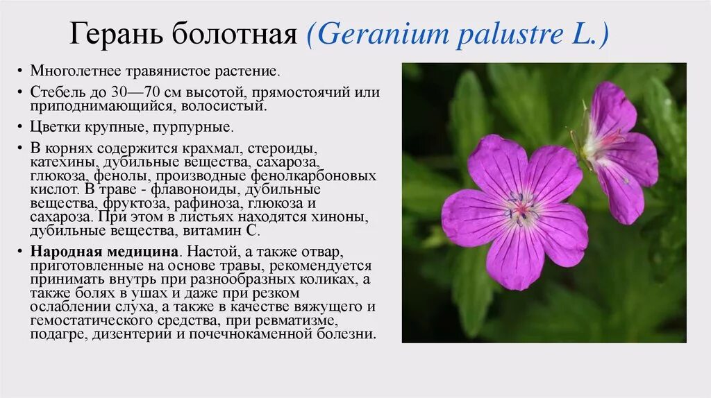 Герань Болотная (Geranium palustre l.). Герань Болотная описание. Журавельник описание герань Лесная. Герань Луговая соцветие.