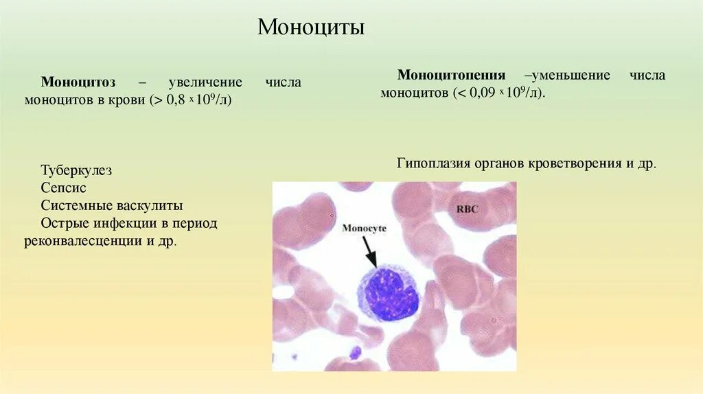 Повышенные моноциты причины. Моноциты в крови 0.65++. Жизненный цикл моноцитов. Моноциты, % 12.0. Моноциты 0.9.