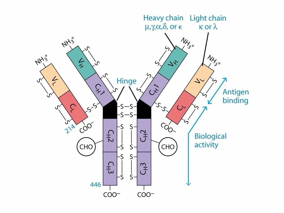 Иммуноглобулины iga igm igg. Тяжелая и легкая цепочка иммуноглобулинов. Antibody IGM structure. Молекула антитела. Строение Heavy Chain antibody антитела.