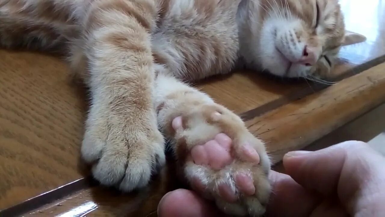 Кошка зализывает рану