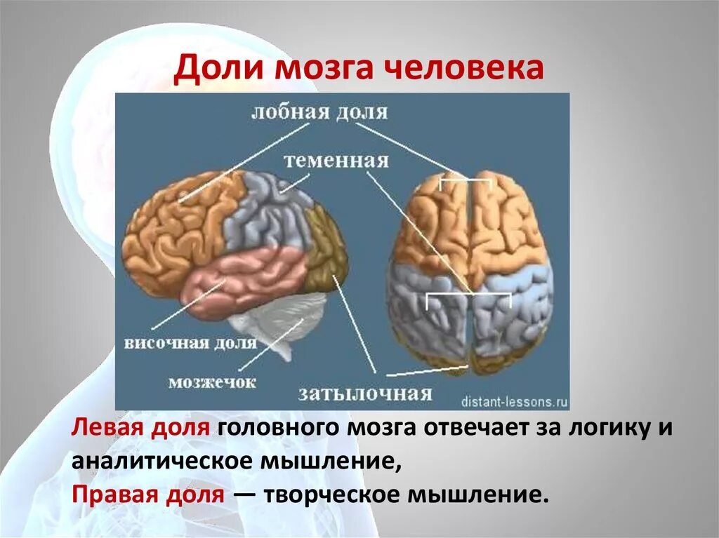 За что отвечают доли головного мозга. Какие функции выполняют доли головного мозга