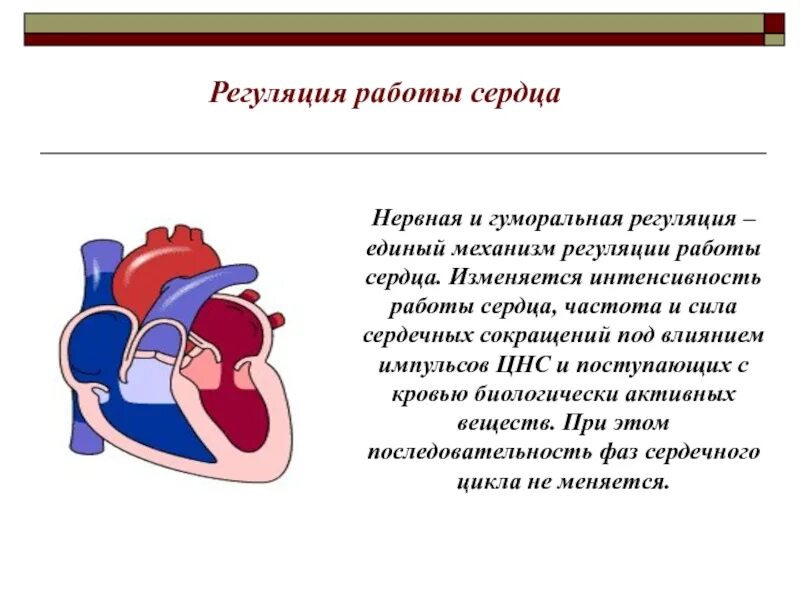 Гуморальная регуляция работы сердца человека. Регуляция работы сердца. Нервная и гуморальная регуляция работы сердца. Механизм работы сердца. Сердце для презентации.