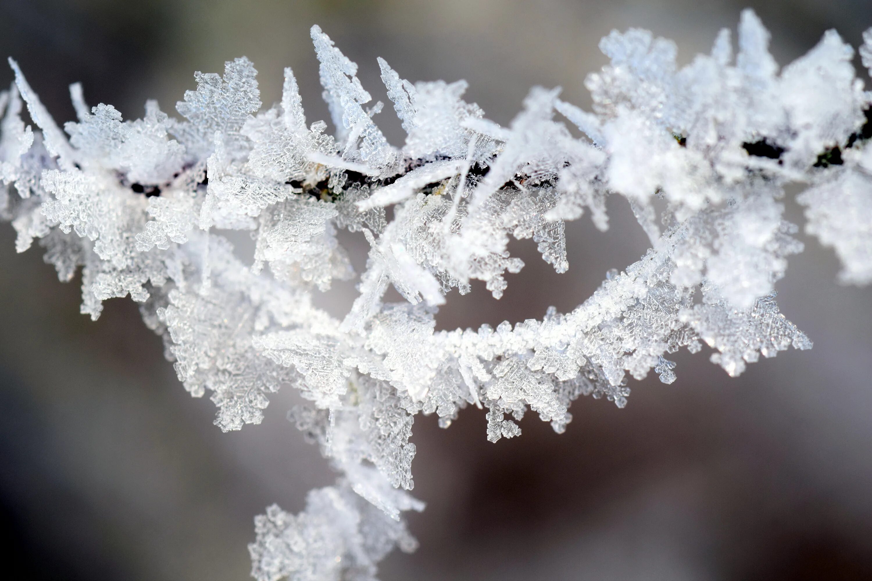Холодно снежно текст. Ледяная Снежинка. Кристаллы снежинок. Кристаллики снега. Снежинка Макросъемка.