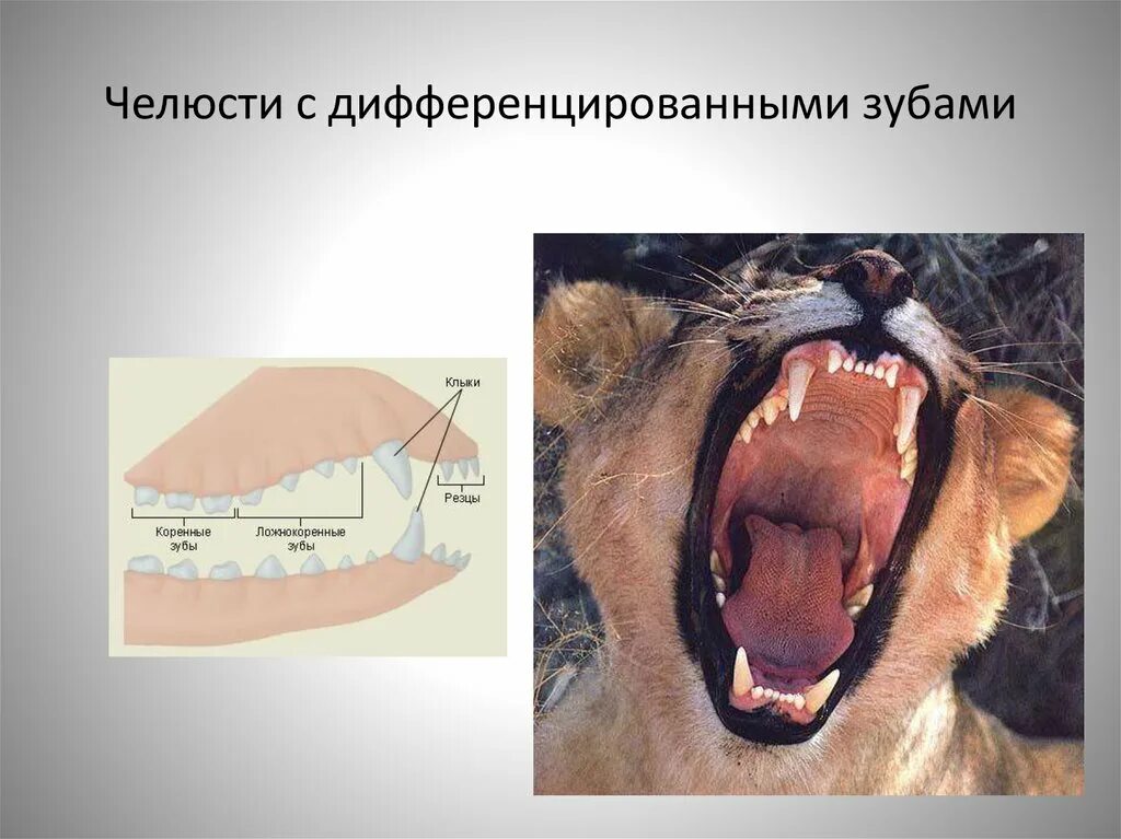 Клыки используются для у млекопитающих. Зубы млекопитающих. Дифференцированные зубы у млекопитающих. Челюсти млекопитающих. Зубная система млекопитающих.