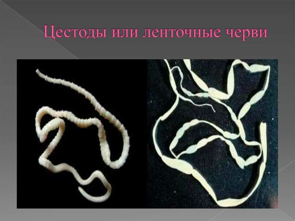 Ленточный червь у животных