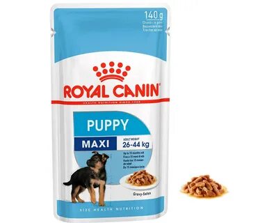Medium puppy