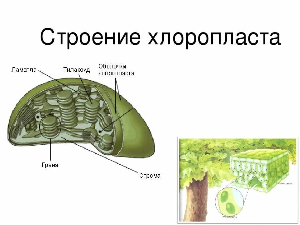 Происходящего в хлоропластах растения