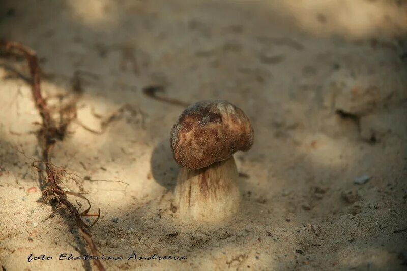 Гиропор каштановый. Гриб гиропорус песчаный. Зеленушка гриб песчаный. Гриб гиропорус песчаный съедобный. Гриб моховик полузолотистый.