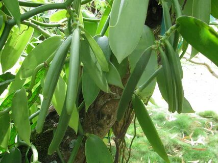 Vanilla plants