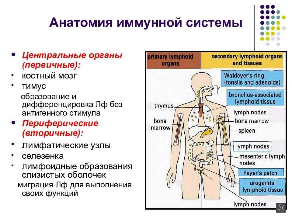 Классификация органов иммунной системы схема. Центральные органы иммунной системы человека функции. Функции периферических органов иммунной системы. Перечислите периферические органы иммунной системы.