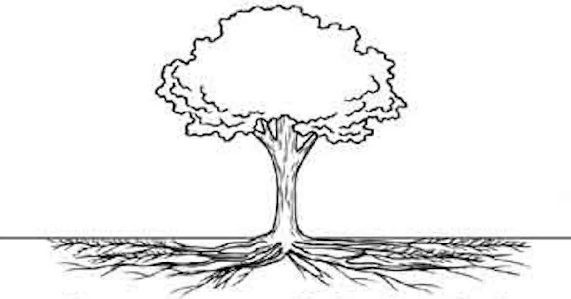 Root extension. Система дерева. могучее дерево с корнями. дуб корневая система глубина. apple tree root.