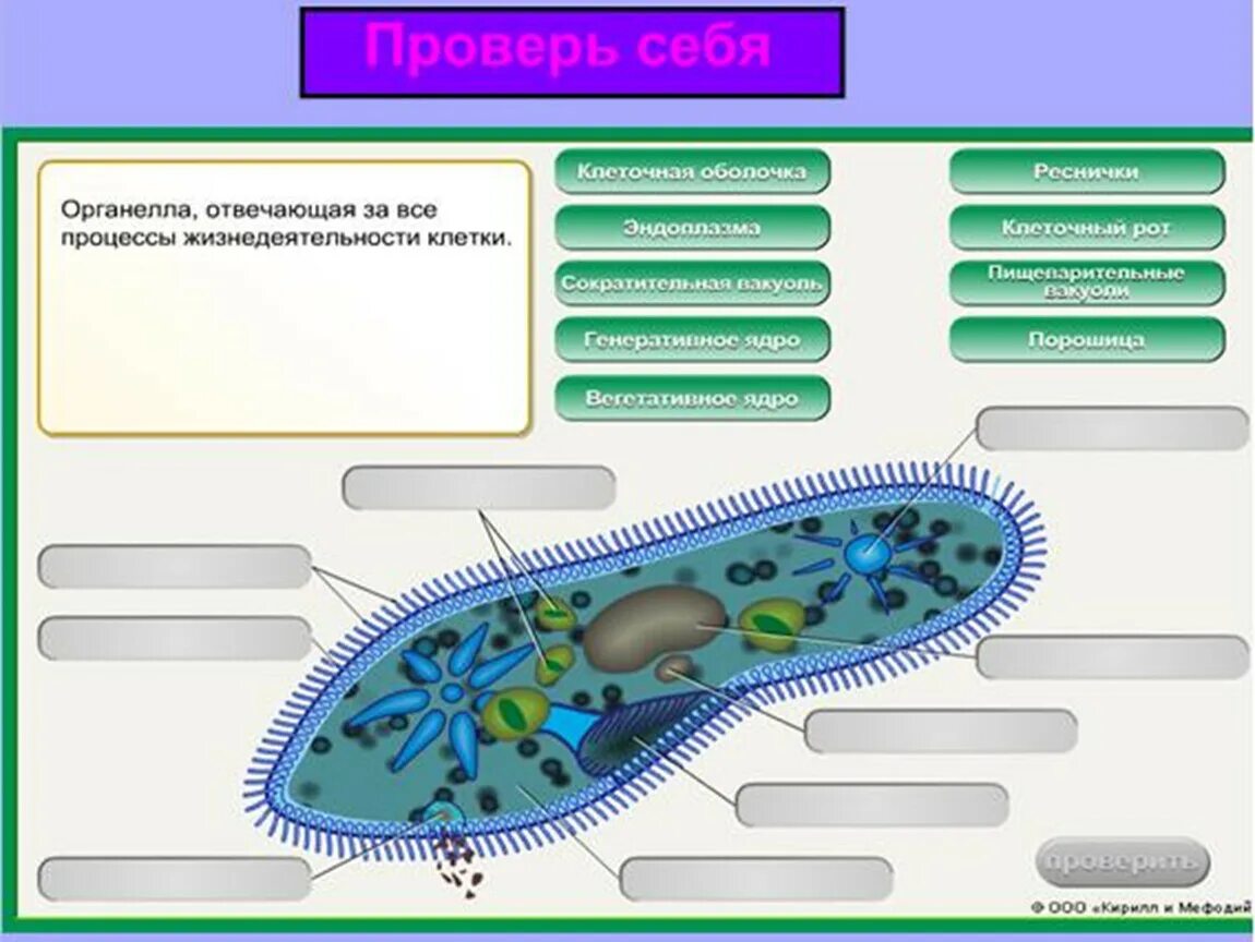 Передвижение инфузории. Инфузория туфелька 7 класс биология. Инфузория туфелька строение и функции органоидов клетки. Модель одноклеточного животного. Строение инфузории туфельки.