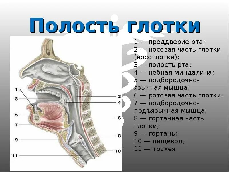 Как называется горло