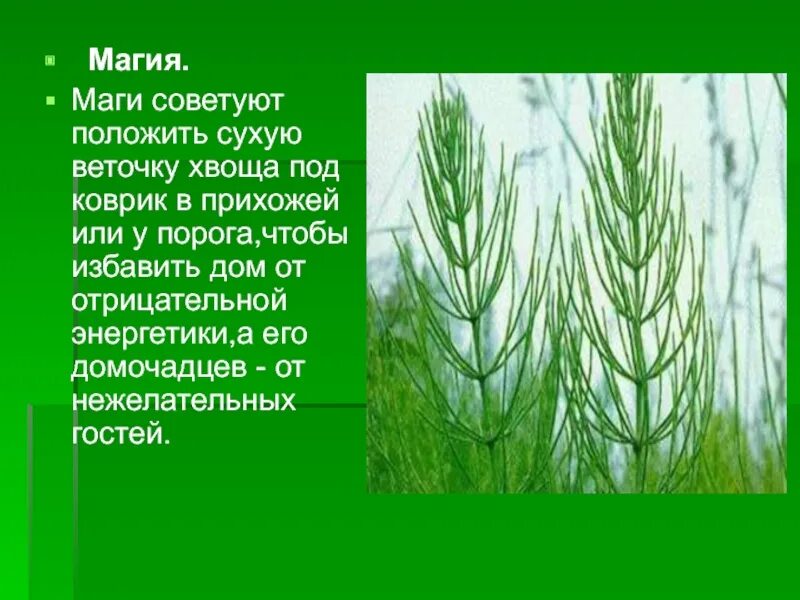 Папоротники хвощи плауны. Интересные факты о хвощах. Хвощ болотный хвощ полевой. Хвощевидные в природе и жизни человека. Хвощ зимующий фото.