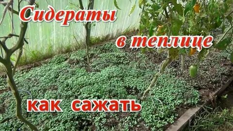 Сидераты после томатов в теплице осенью