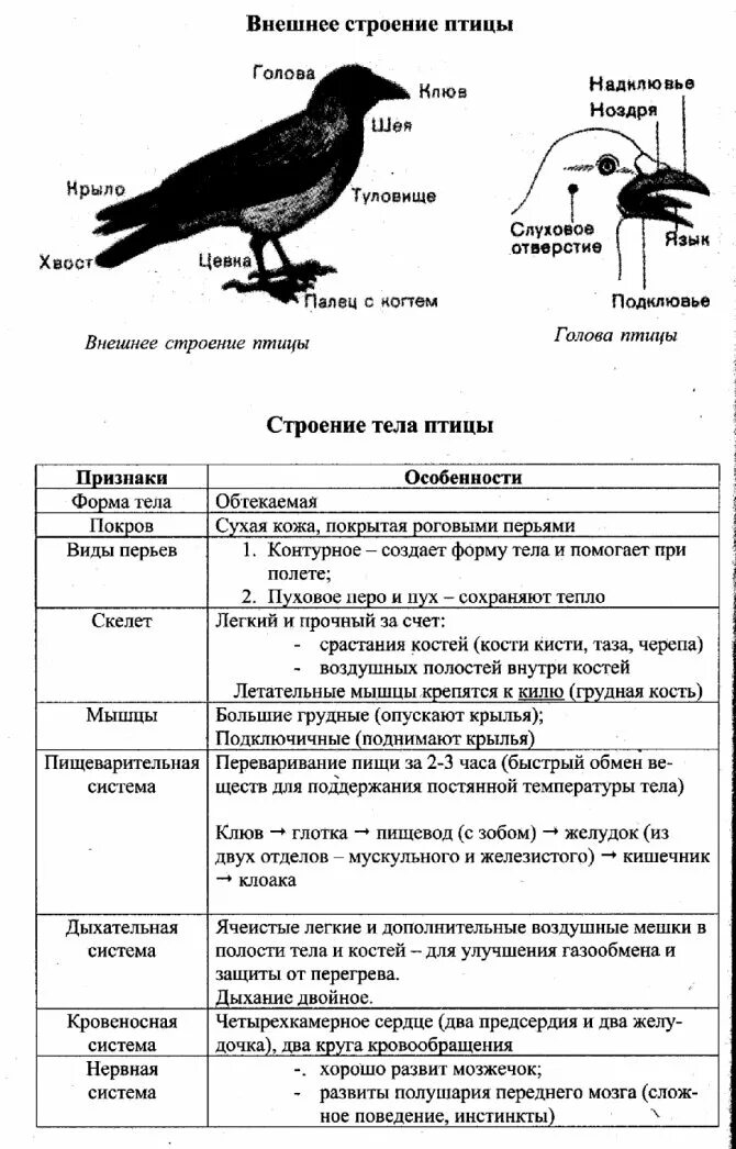 Таблица внешнее строение птиц форма тела