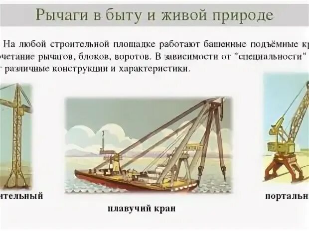 Рычаги в природе и технике сообщение