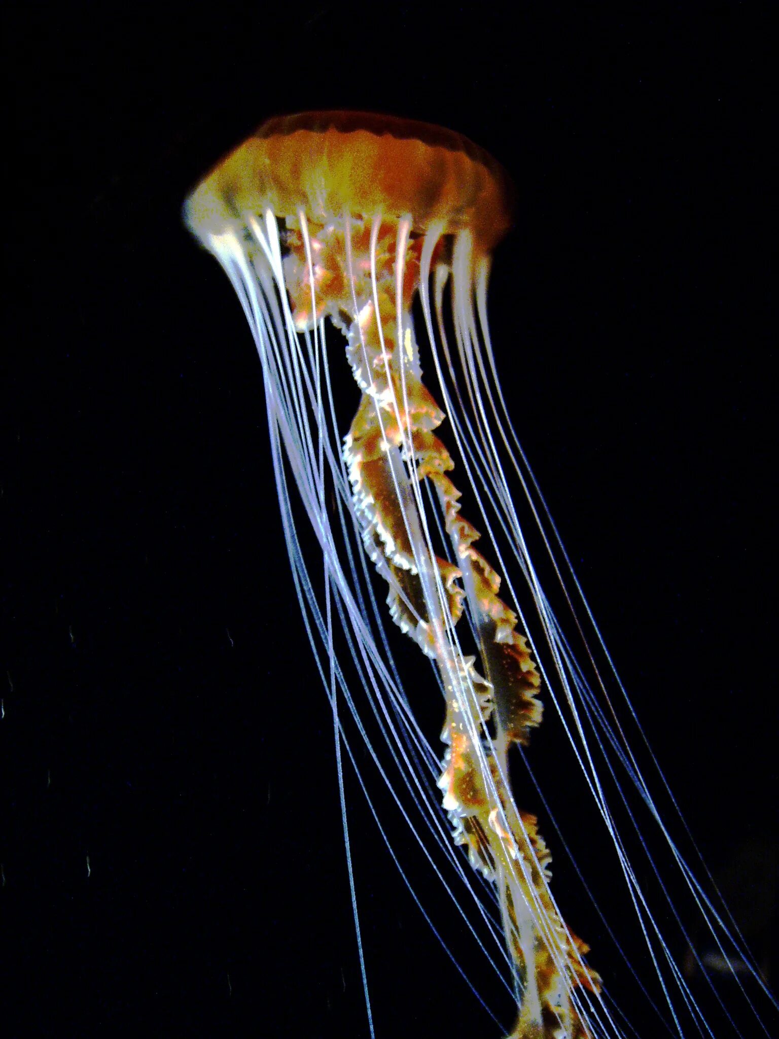 Chrysaora Achlyos. Медуза Chrysaora Achlyos. Медуза хризаора (Chrysaora quinquecirrha). Хризаора морская крапива. Морская крапива