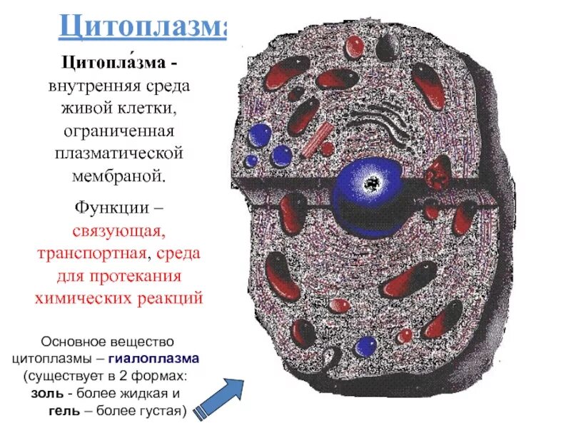 Функции внутренних клеток
