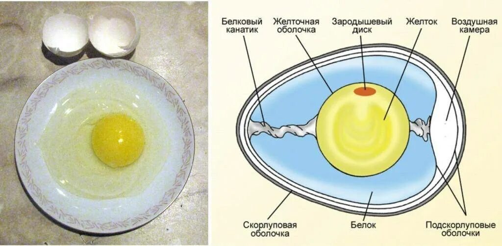 Что содержится в курином желтке
