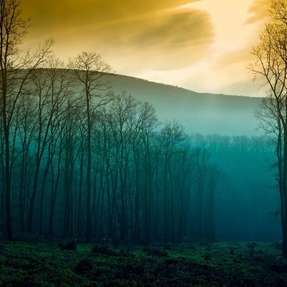 Фотообои синий лес. Glass Forest. Шутесток лес стекло. Печать на стекле лес.