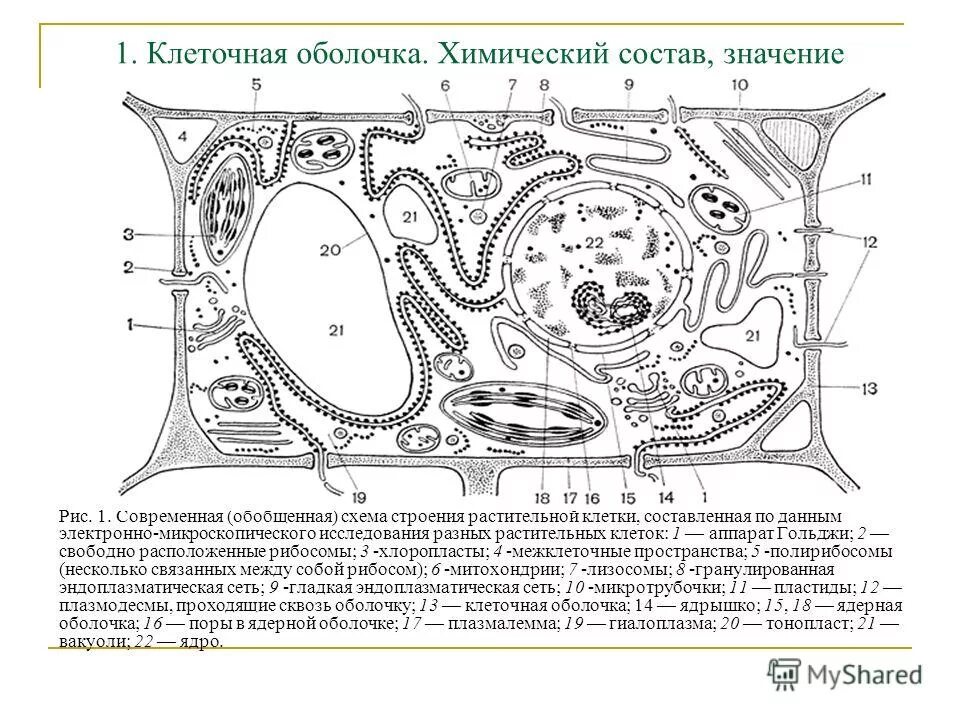 Рисунок растительной клетки 6 класс биология впр. Современная обобщенная схема растительной клетки. Современная обобщенная схема строения растительной клетки. Плазмалемма растительной клетки строение. Современная схема строения растительной клетки.