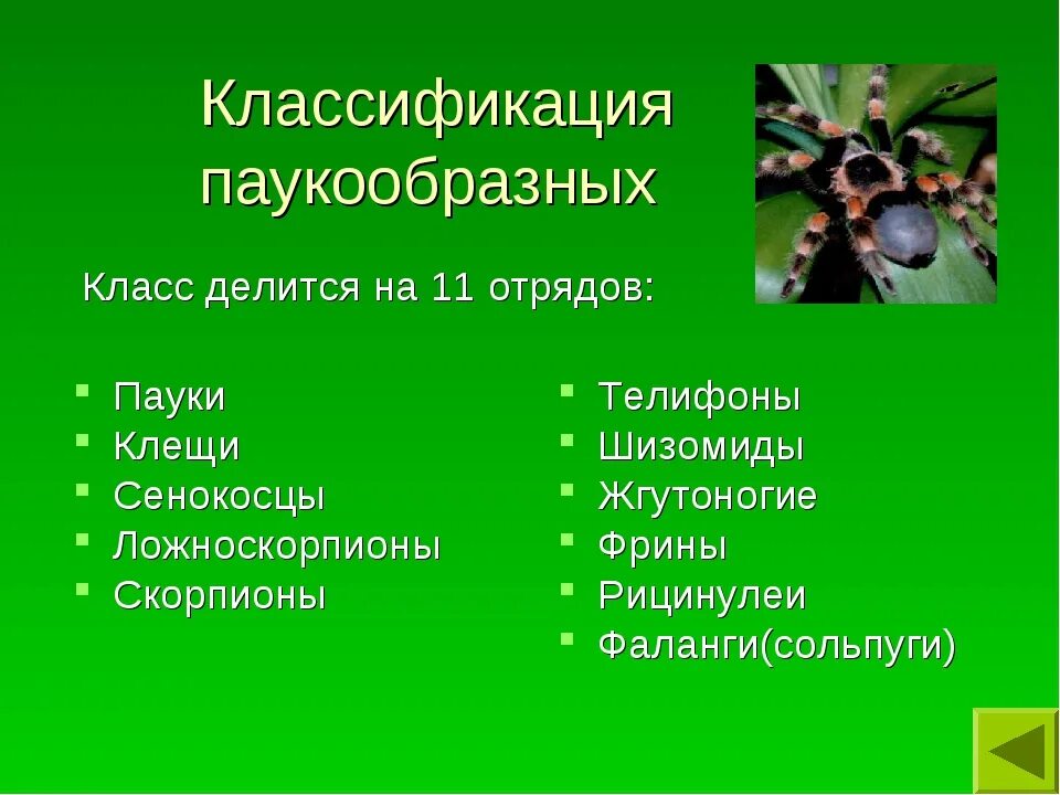 Паук относится к паукообразным. Отряды паукообразных таблица. Класс паукообразные систематика. Класс паукообразные классификация. Представители класса паукообразные.