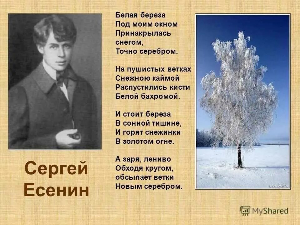 Прочитай стихотворение сергея александровича есенина. Стихотворение Сергея Есенина береза. Стихотворение Есенина белая береза. Есенин стихи белая береза под моим окном.