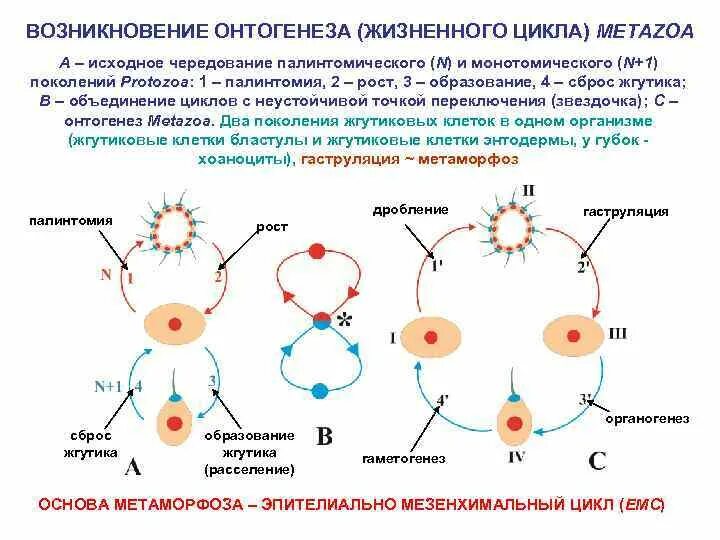 Цикл онтогенез. Эволюция онтогенеза. Онтогенез цикл. Онтогенез период жизненный цикл метаморфоз. Жизненный цикл биология онтогенез.