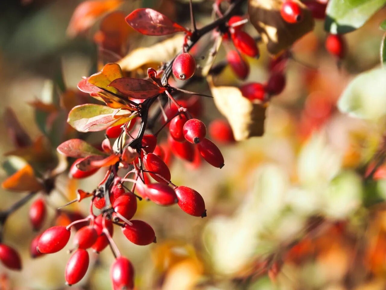 Что такое барбарис. Барбарис Barberry. Барбарис монетчатый. Барбарис обыкновенный съедобный.