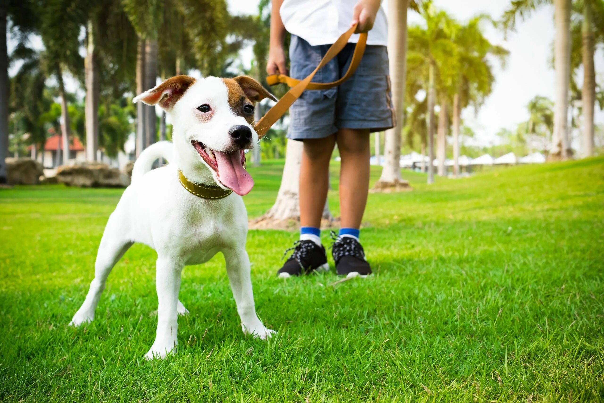 Good pets than dogs. Джек-Рассел-терьер. Джек Рассел собака. Джек-Рассел-терьер с человеком. Прогулка с собакой.