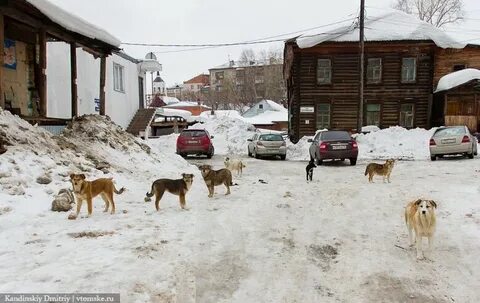 Собака томск