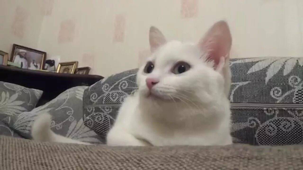 Прикол кот говорит. Говорящие коты. видео говорящие коты. котики с озвучкой дзен. коты разговаривают видео.