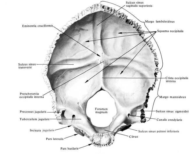 Sulcus Sinus sigmoidei затылочной кости. Затылочное отверстие черепа. Затылочная кость вид изнутри с подписями. Большое затылочное отверстие.