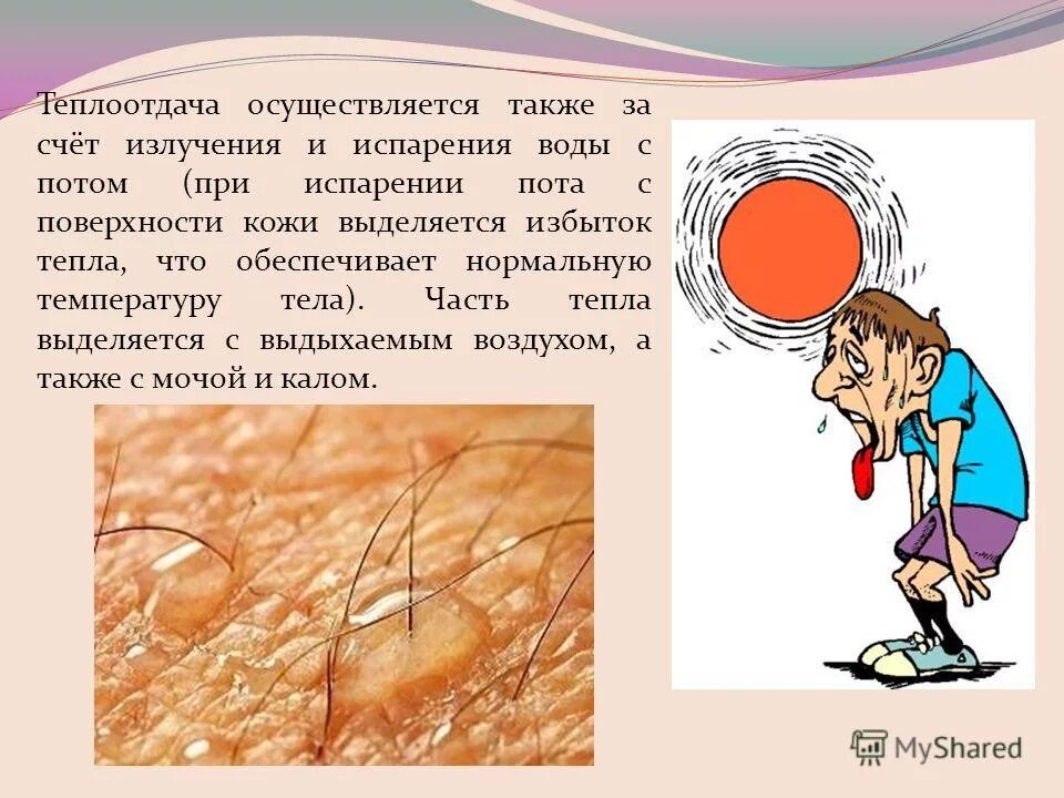 Испарение пота с поверхности кожи. Кожа человека теплоотдача. Испарение пота. Испарением пота с поверхности кожи. Испарение пота с поверхности кожи у человека.