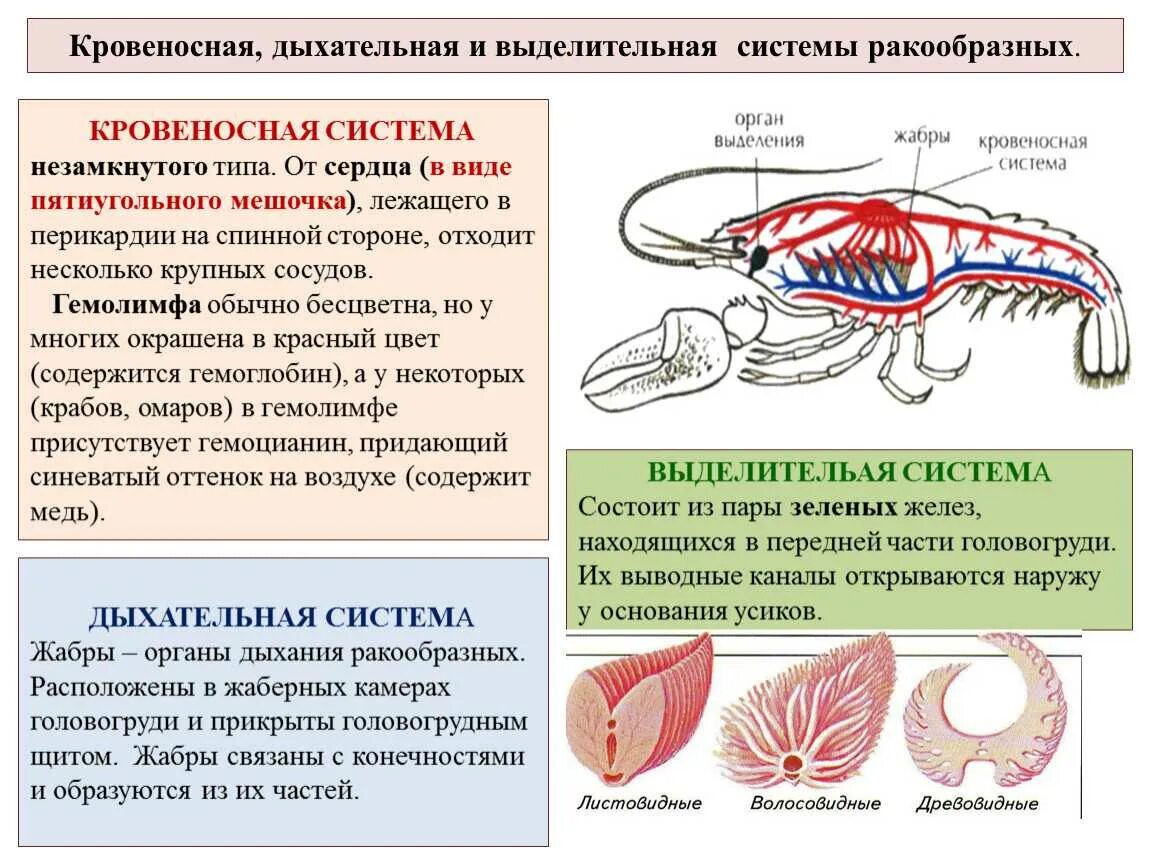 У членистоногих замкнутая кровеносная. Дыхательная, кровеносная, пищеварительная системы у животных. выделительная система ракообразных. органы системы органов ракообразных. кровеносная система система ракообразных.