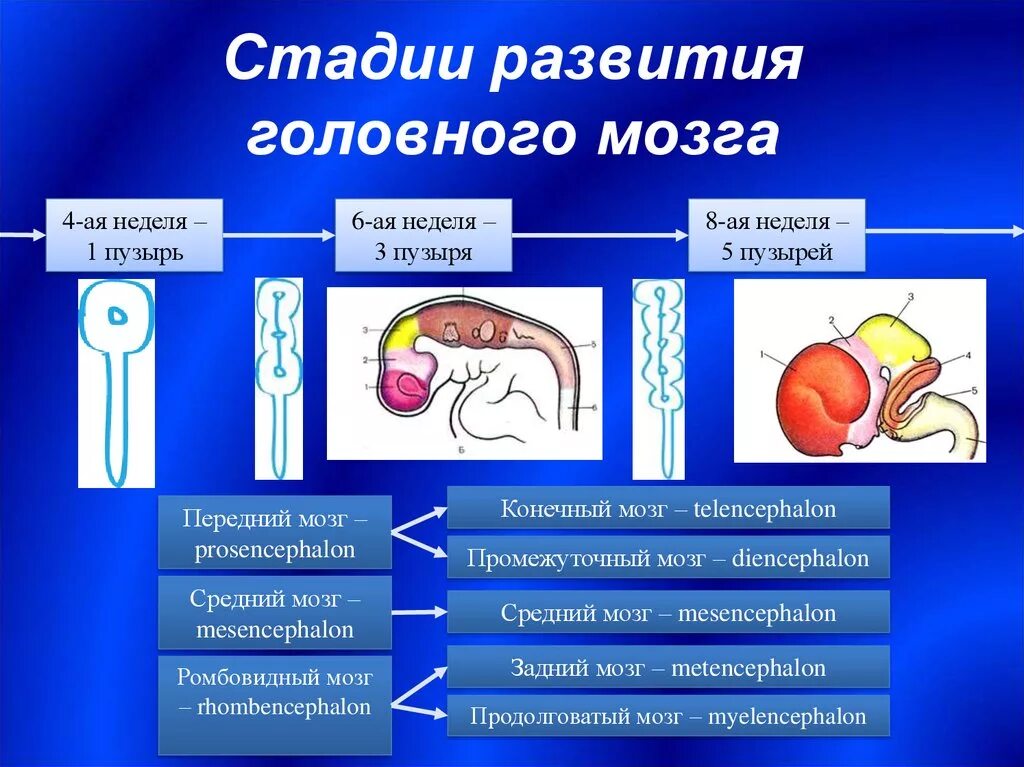 Внутриутробное развитие мозга. Развитие головного мозга. Этапы развития мозга. Основные этапы развития головного мозга. Стадии формирования мозга.