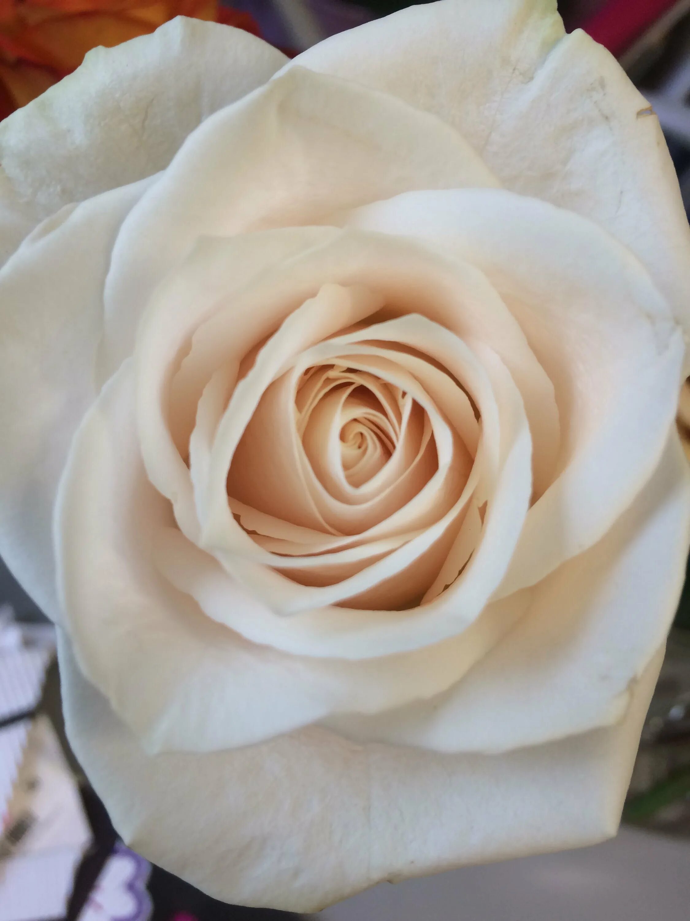 Сорт кремовых. Лавли аваланж. Сорт кремовых. Розы «талея». Сорт розы ноэлия.