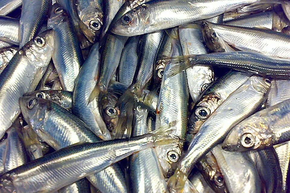 мелкая рыба 2. мелкая рыба 2. салака каспийская. тюлька маленькая рыбка. мелкая рыба 2.