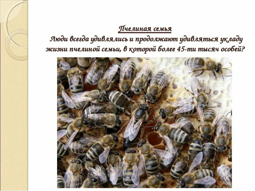 Пчелы в жизни человека. Пчелиная семья. Пчелиная семья презентация. Пчелиная семья картинки. Уклад жизни пчел.
